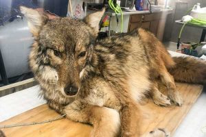 pet taxidermy Illinois Wild Coyote
